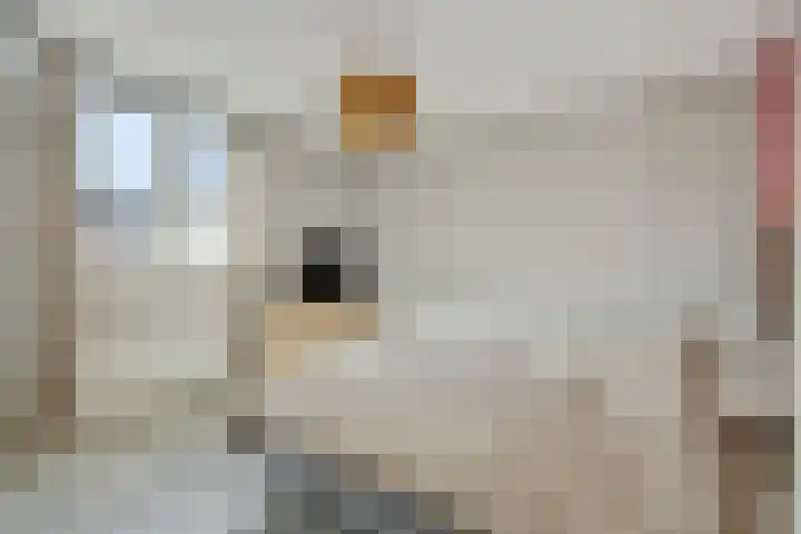 Dommelborch 108 Rosmalen thumbnail 11