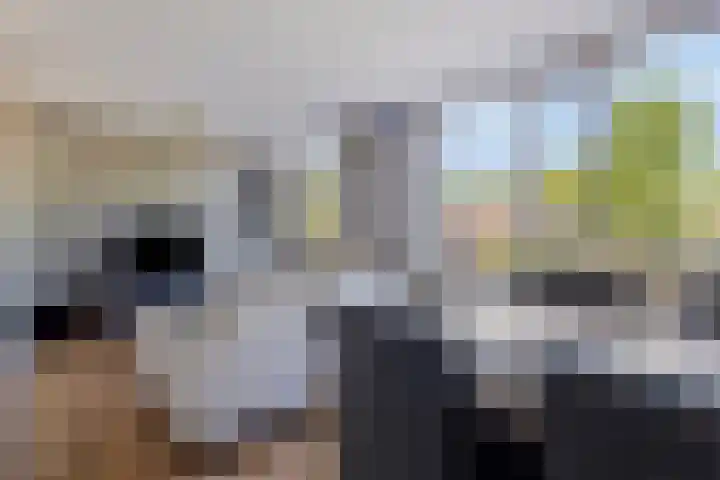 Dommelborch 56 Rosmalen thumbnail 11