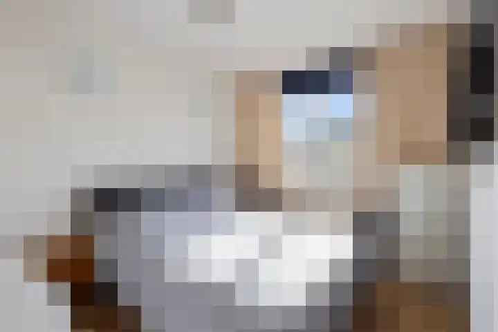 Dommelborch 56 Rosmalen thumbnail 15