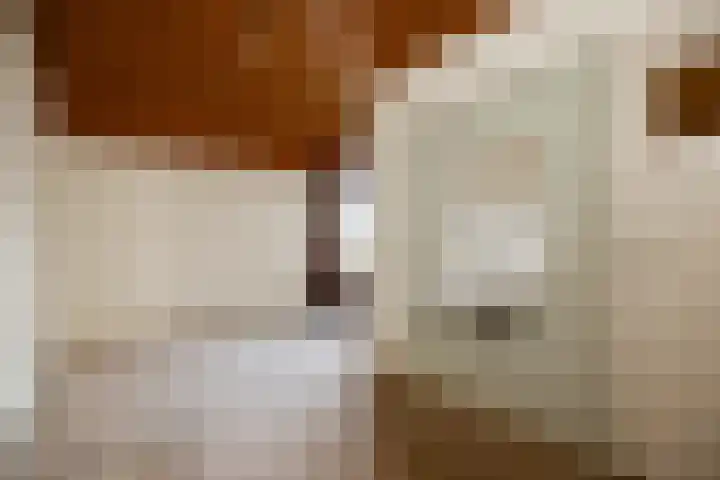 Dommeldal 62 Boxtel thumbnail 36