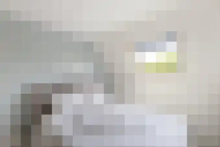 Dommelrode 3 Koudekerke thumbnail 22