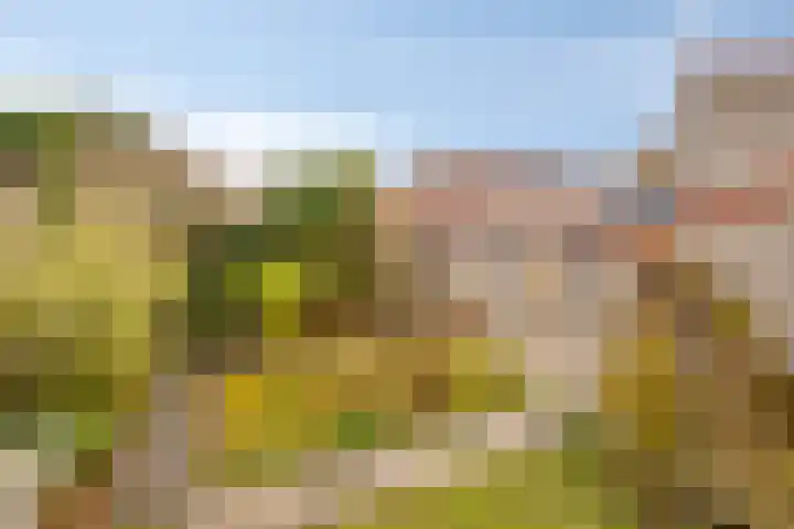 Dommelrode 8 Koudekerke thumbnail 26