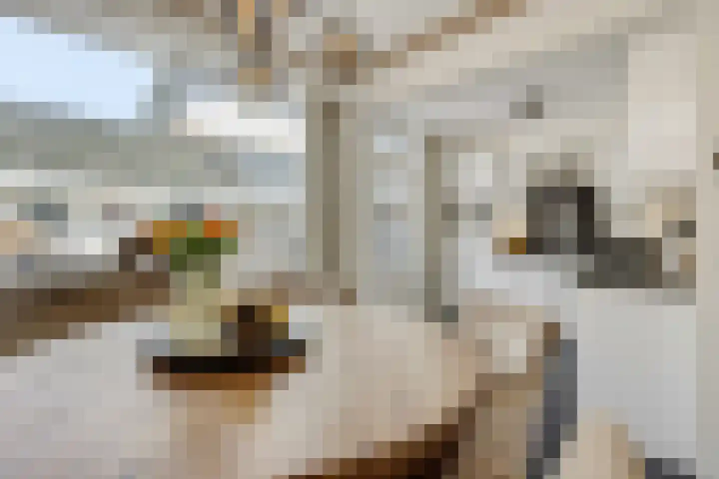 Dommelstraat 12 's-Hertogenbosch thumbnail 10