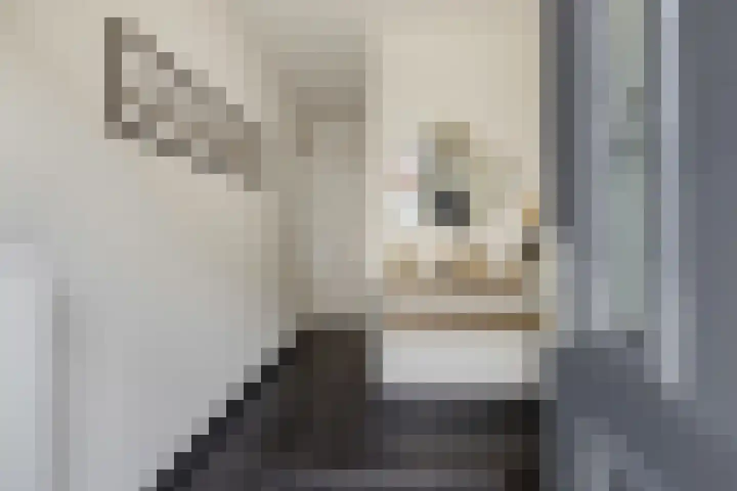 Dommelstraat 12 's-Hertogenbosch thumbnail 15