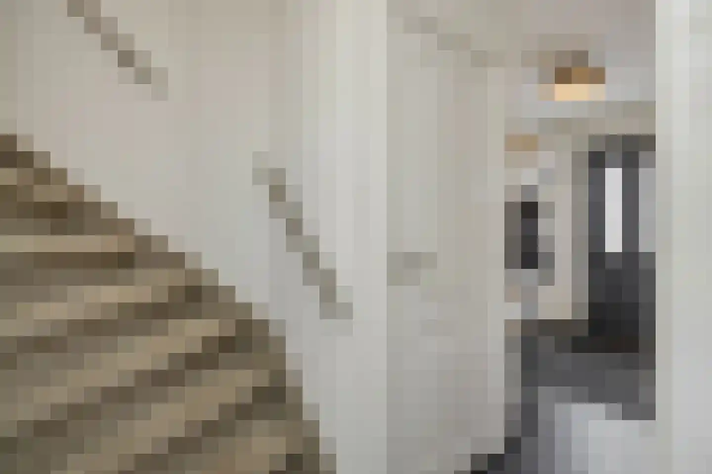 Dommelstraat 12 's-Hertogenbosch thumbnail 18