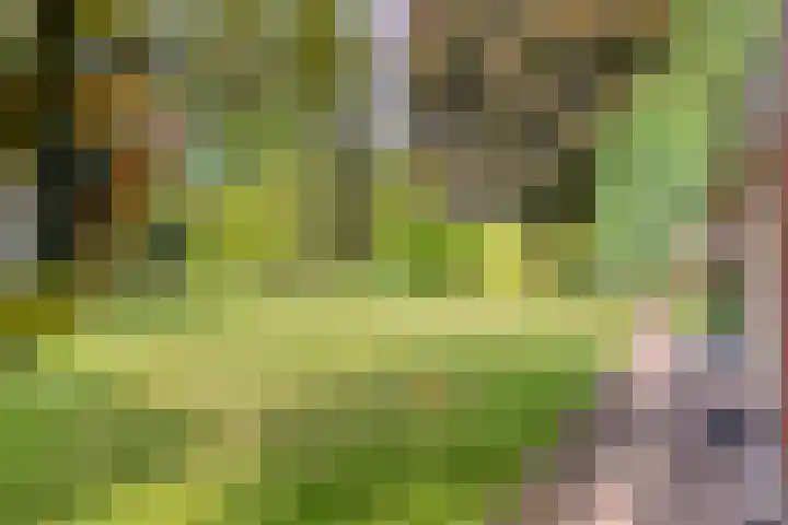 Dommelstraat 19 Valkenswaard thumbnail 36