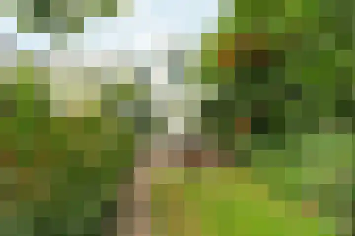 Dommer van Poldersveldtweg 13 Nijmegen thumbnail 37