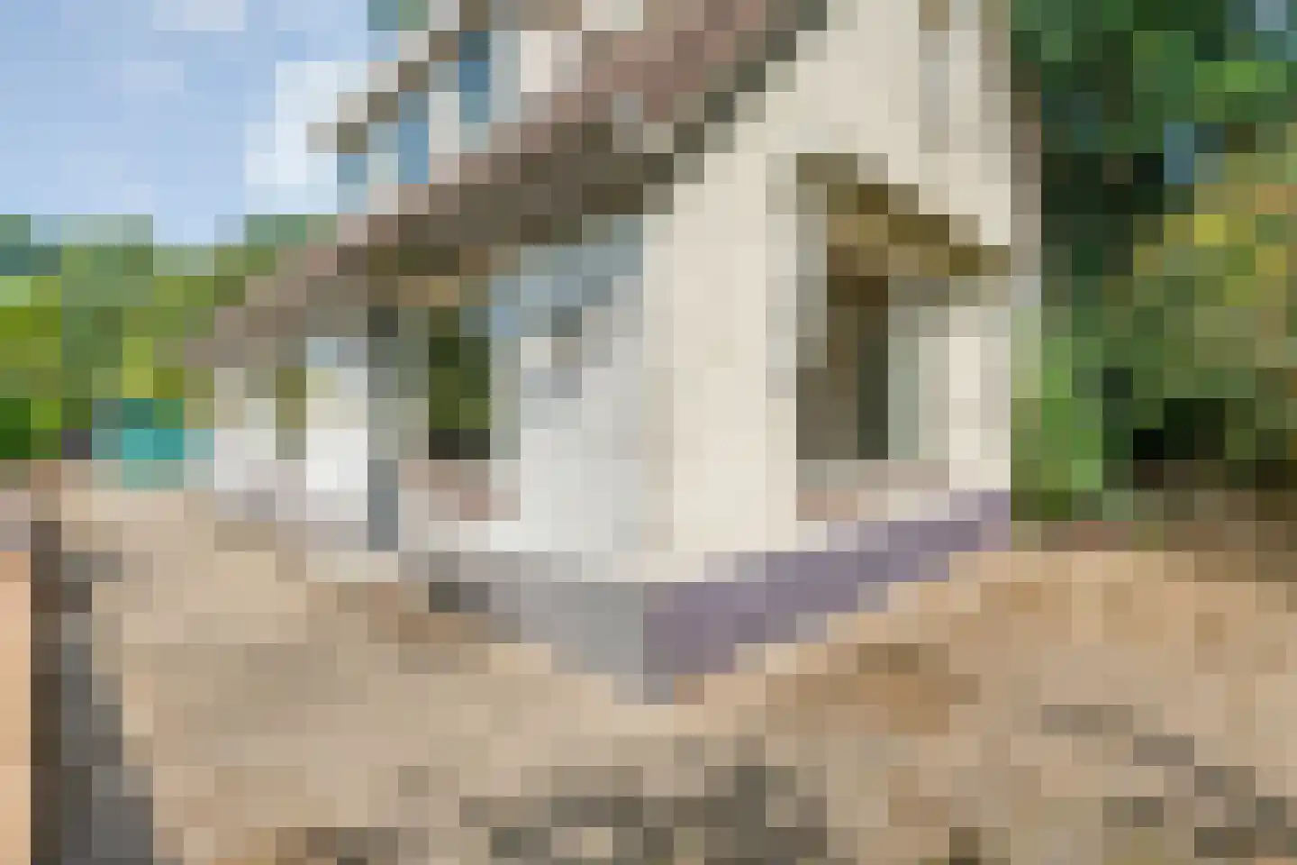 Dommerswijk 28 De Krim thumbnail 28