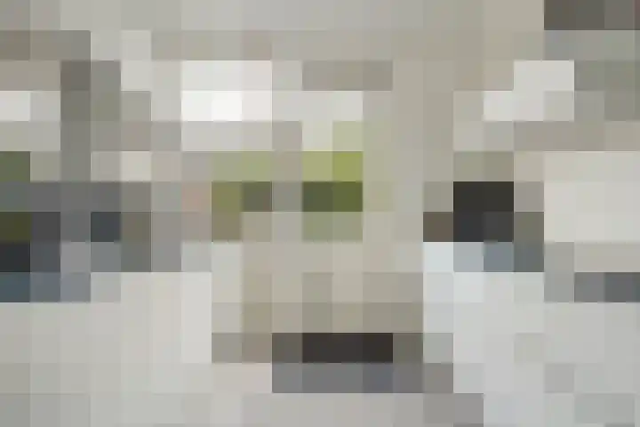 Domusoord 3 Zwijndrecht thumbnail 9