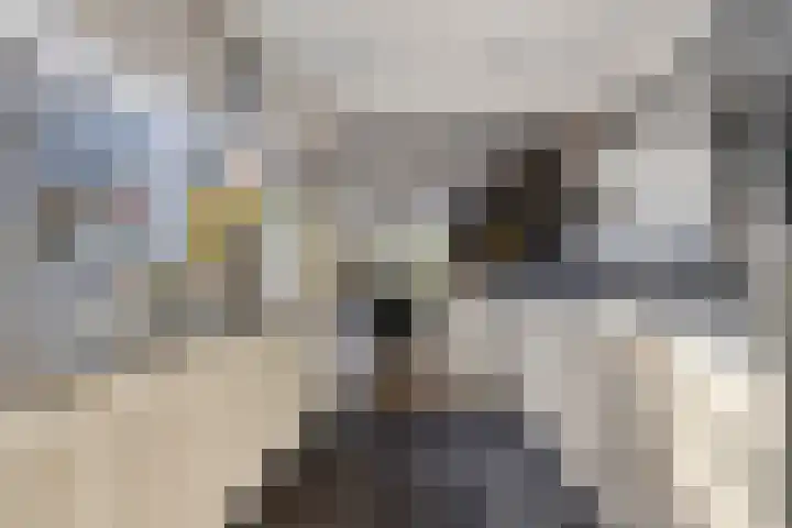 Donata Steurhof 75 Volendam thumbnail 16