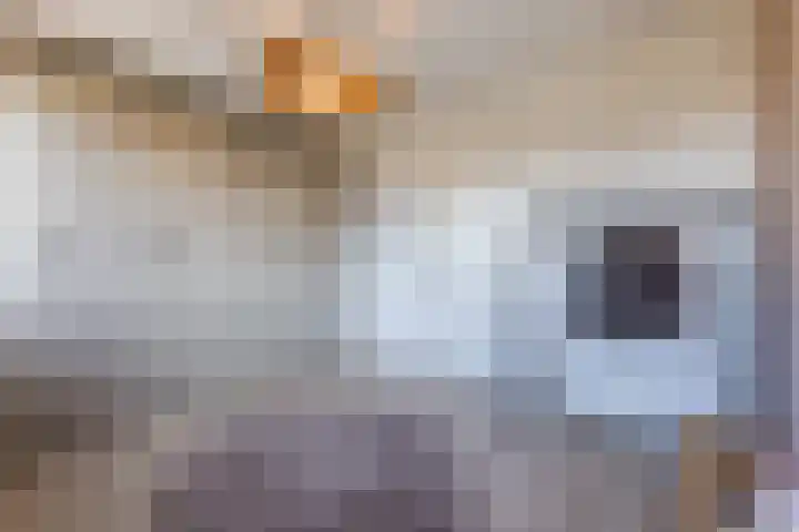 Donatellostraat 124 Lent thumbnail 35