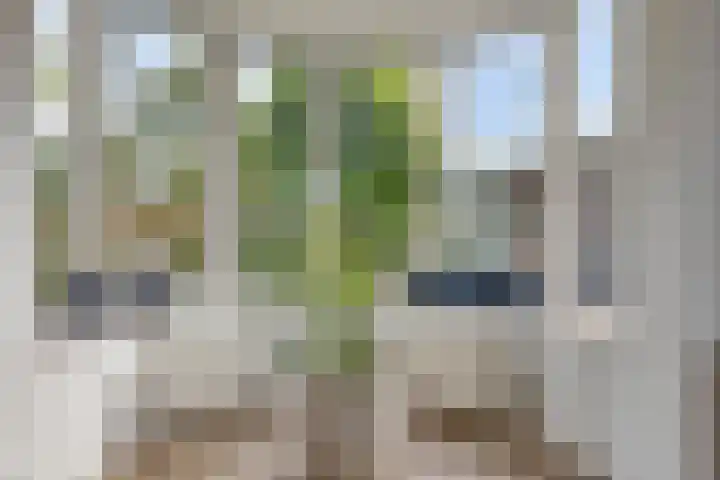 Donaudal 146 Doetinchem thumbnail 13