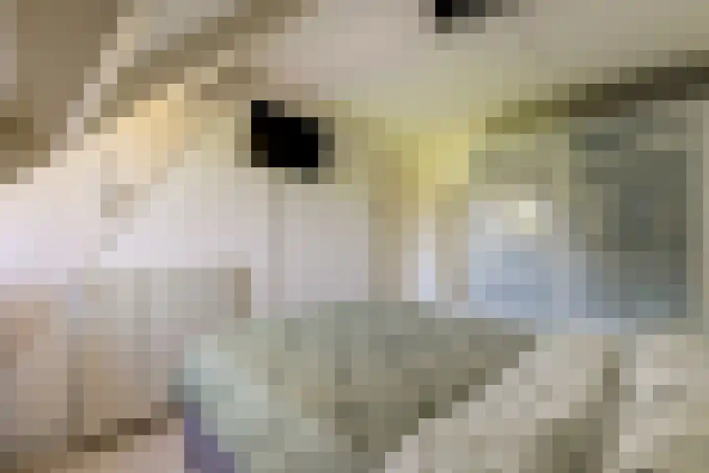 Doncksestraat 5 Ridderkerk thumbnail 24
