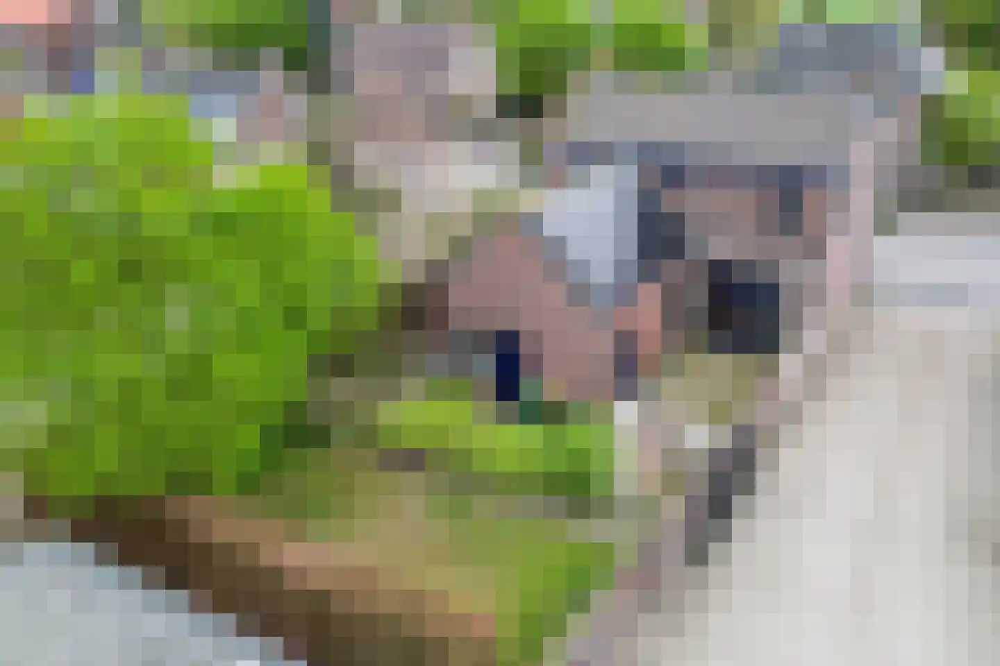 Dongenseweg 15 Rijen thumbnail 7