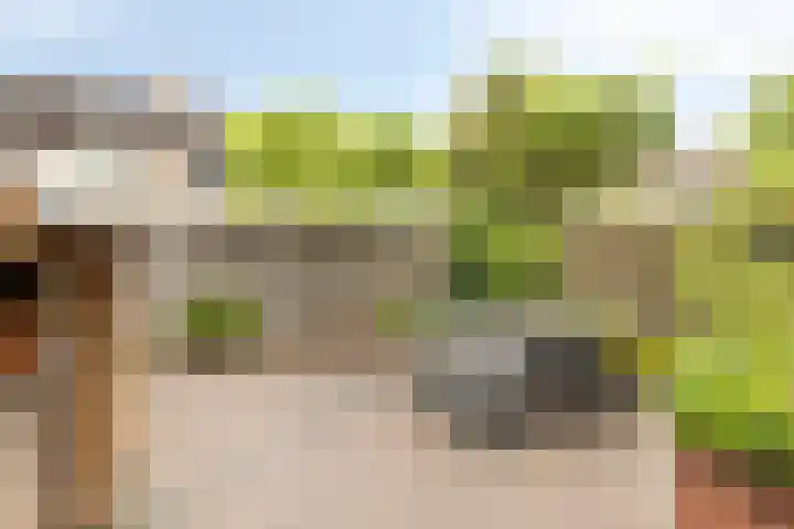 Donia 28 Drachten thumbnail 30