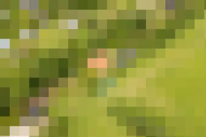 Doniawei 109 Damwâld thumbnail 11