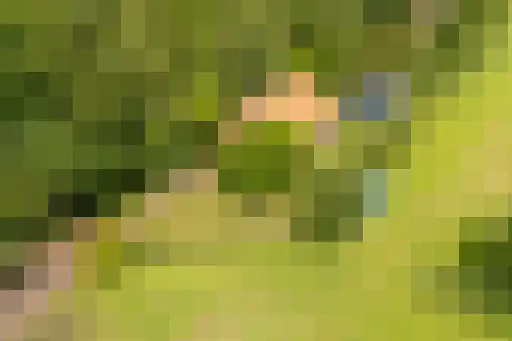 Doniawei 109 Damwâld thumbnail 12