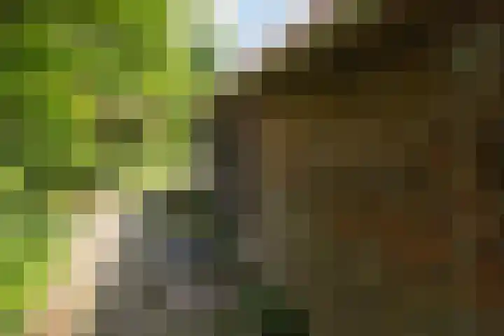 Doniawei 109 Damwâld thumbnail 13