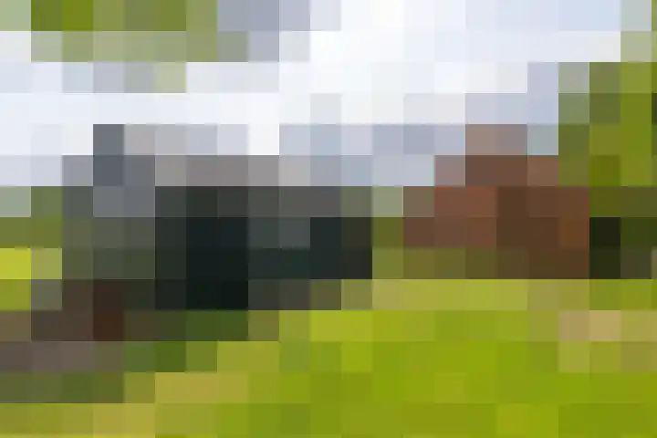 Doniawei 109 Damwâld thumbnail 15