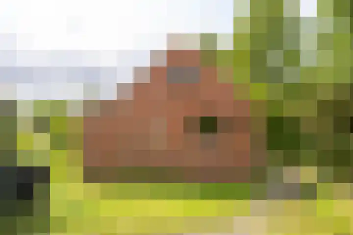 Doniawei 109 Damwâld thumbnail 16