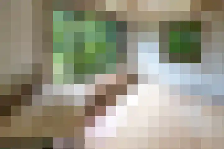 Doniawei 109 Damwâld thumbnail 31