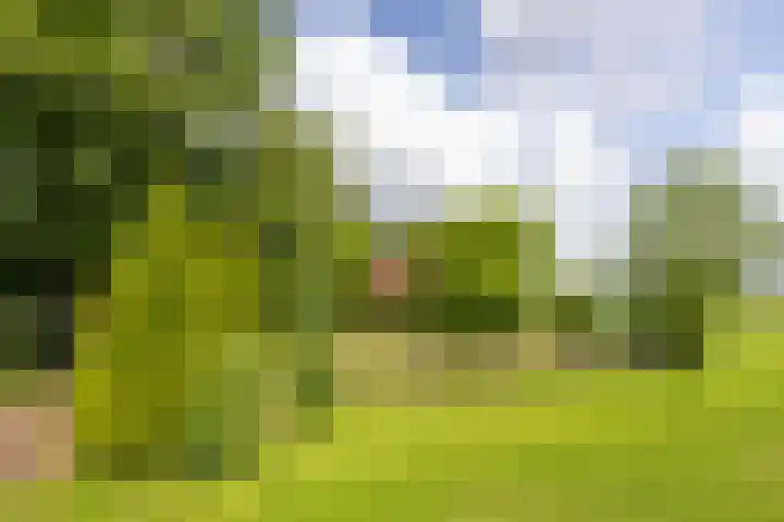 Doniawei 109 Damwâld thumbnail 4