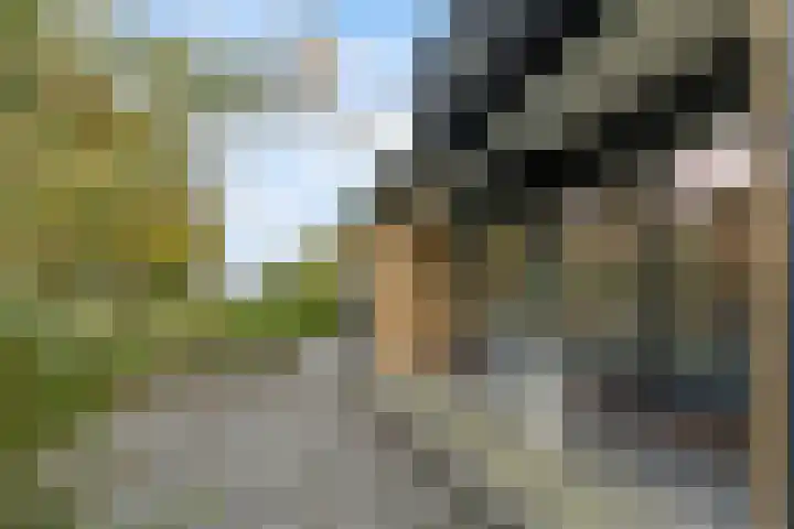 Doniawei 26 A Damwâld thumbnail 10