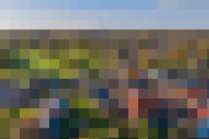 Doniawei 61 Damwâld thumbnail 10