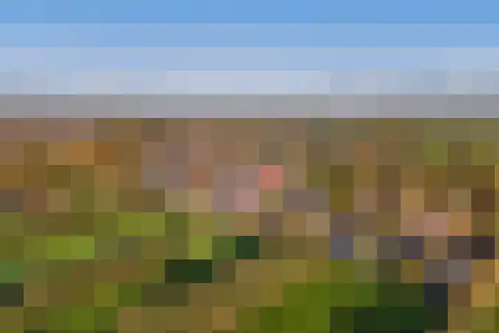 Doniawei 61 Damwâld thumbnail 43