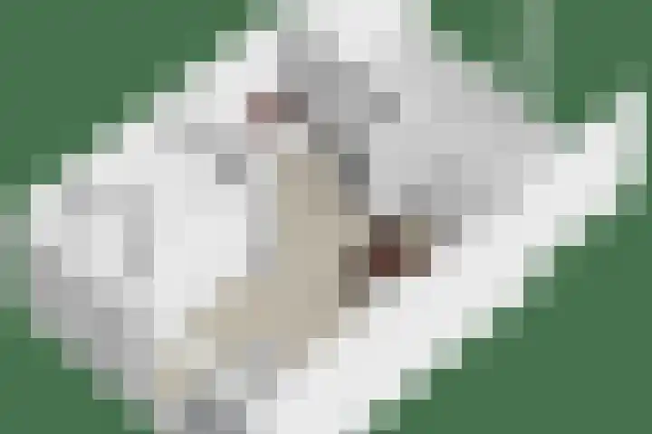 Donizettilaan 26 Apeldoorn thumbnail 46