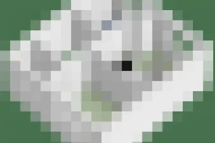 Donizettilaan 26 Apeldoorn thumbnail 47