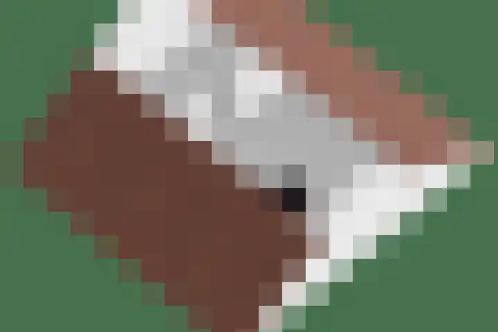 Donizettilaan 26 Apeldoorn thumbnail 48