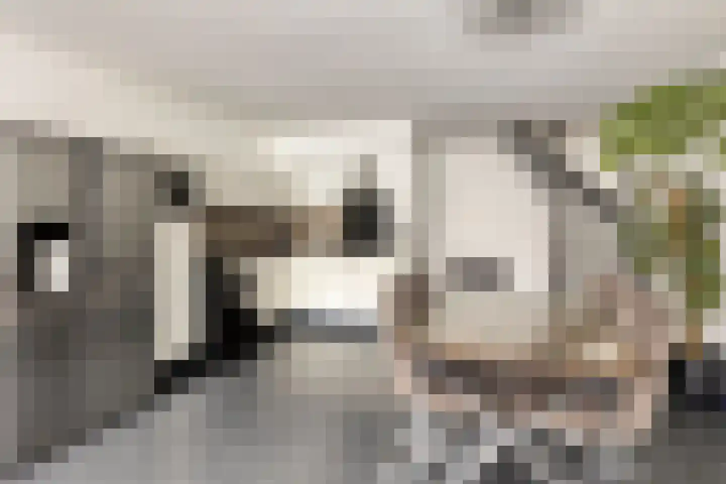 Donizettirode 10 Zoetermeer thumbnail 16