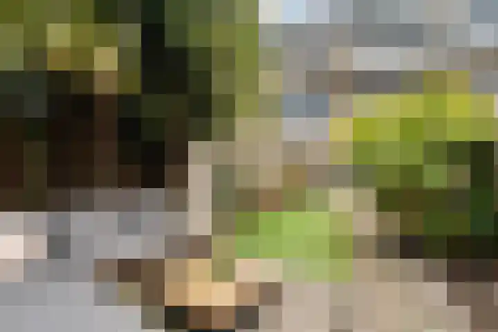 Donizettirode 11 Zoetermeer thumbnail 22