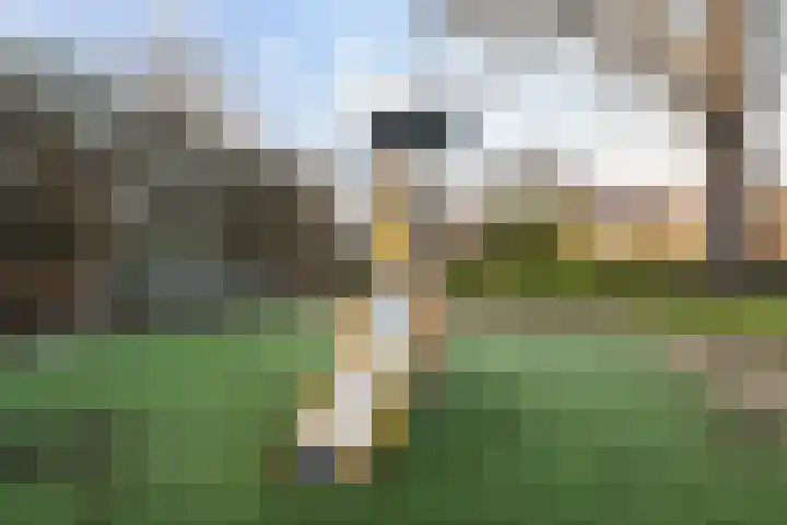 Donizettirode 11 Zoetermeer thumbnail 50