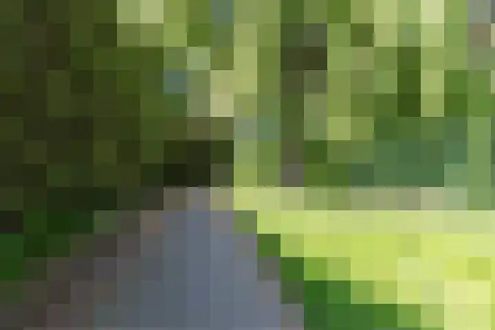 Donizettirode 20 Zoetermeer thumbnail 37