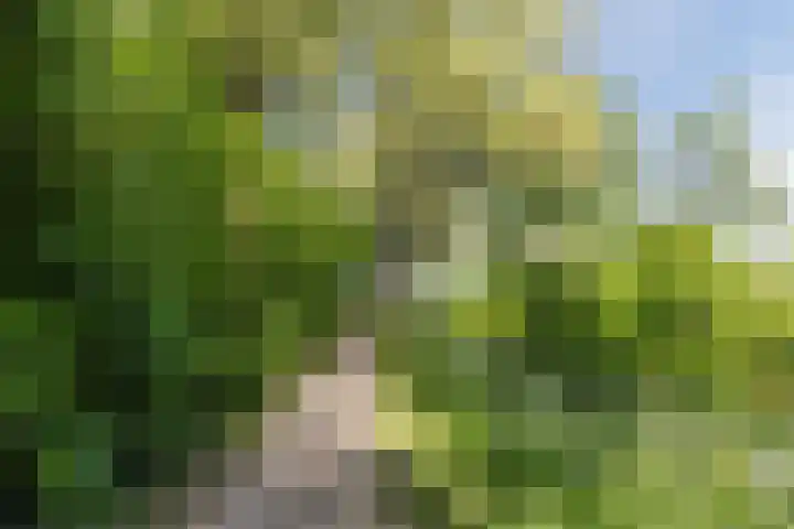 Donizettirode 20 Zoetermeer thumbnail 41
