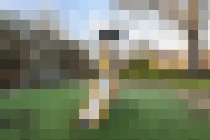 Donizettirode 9 Zoetermeer thumbnail 48