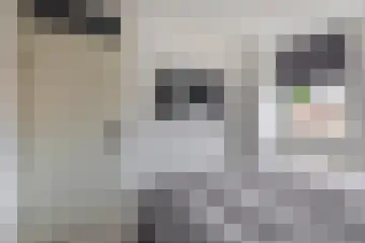 Donizettistraat 42 Capelle aan den IJssel thumbnail 33