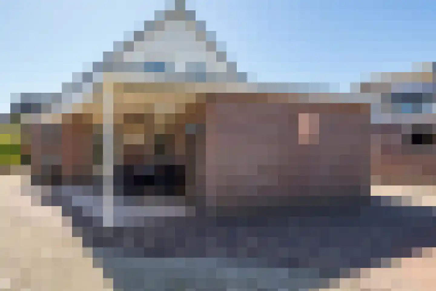 Donjon 30 Waardenburg thumbnail 43