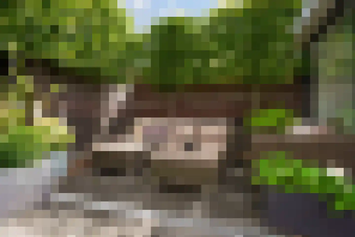 Donjon 5 Drunen thumbnail 18