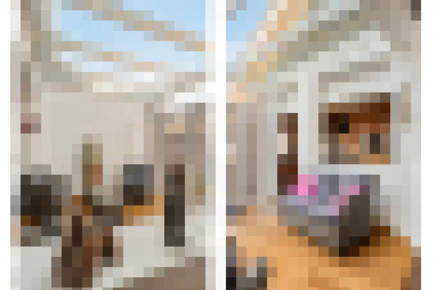 Donk 13 Dongen thumbnail 12