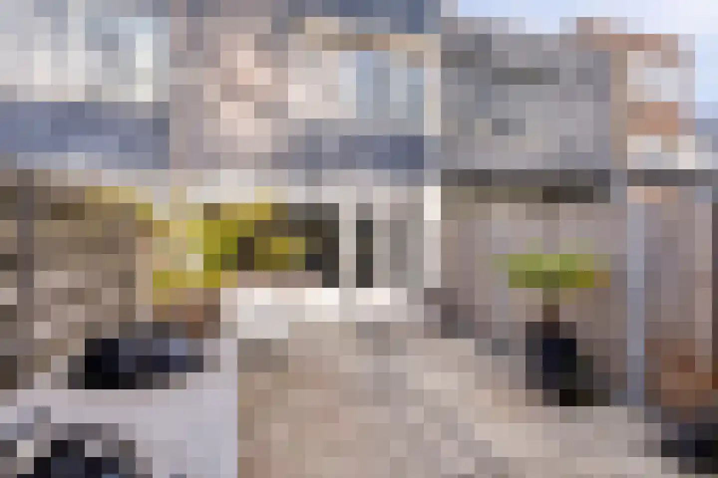 Donk 26 Eindhoven thumbnail 42