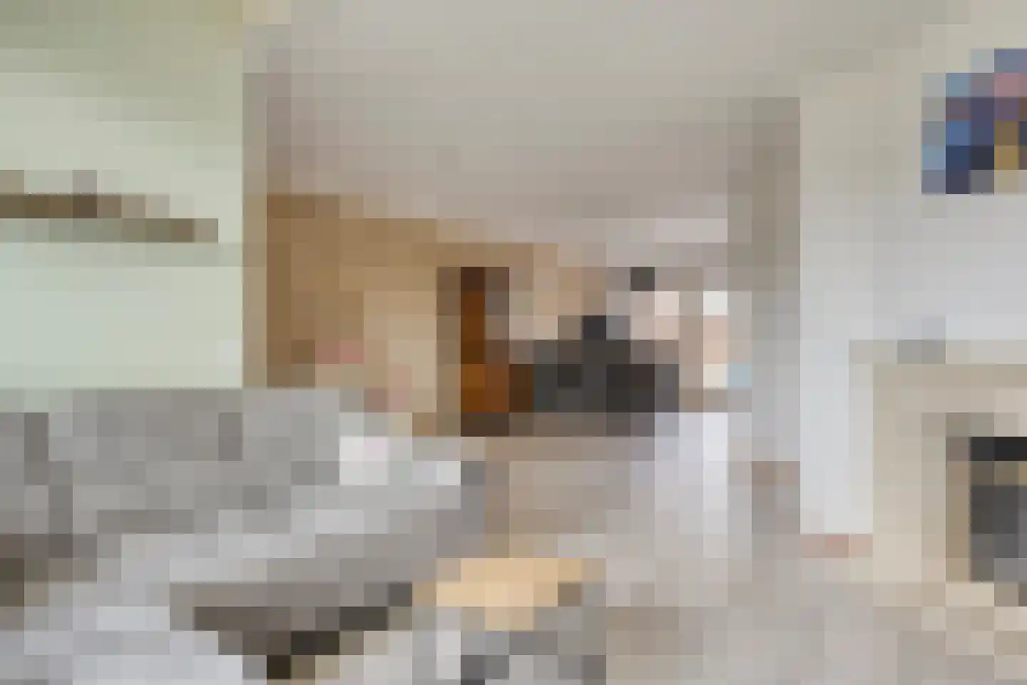 Donk 59 Dongen thumbnail 12