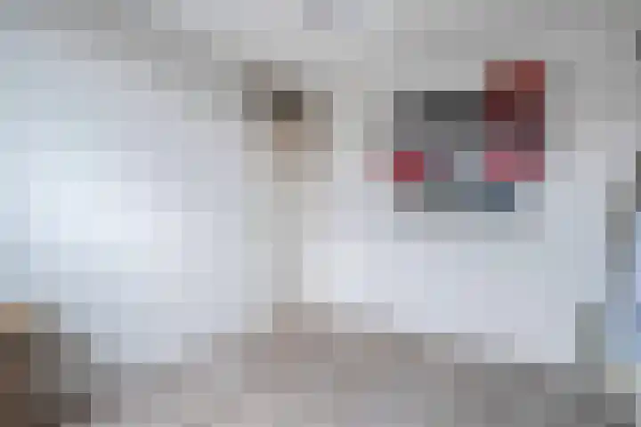 Donker Curtiusware 32 Zwolle thumbnail 24
