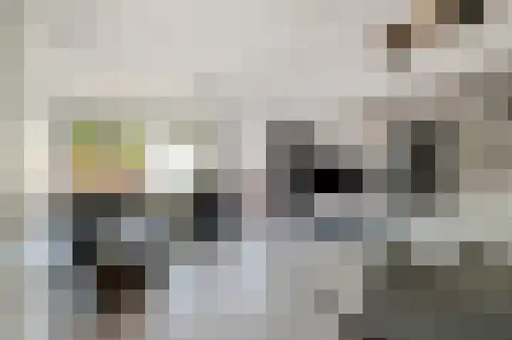Donkerbos 6 Alphen thumbnail 9