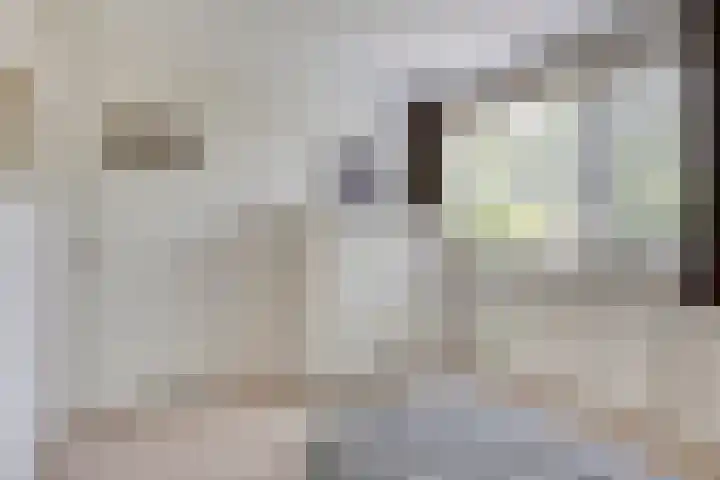 Donkeren Dijk 13 Heeswijk-Dinther thumbnail 22
