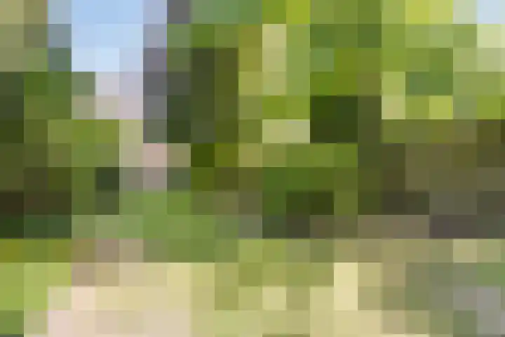 Donkeren Dijk 13 Heeswijk-Dinther thumbnail 37