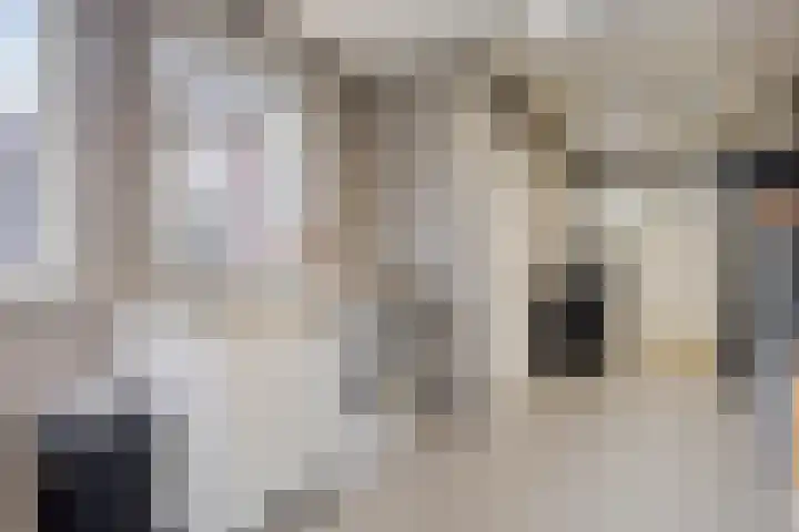 Donkeren Dijk 58 Heeswijk-Dinther thumbnail 25