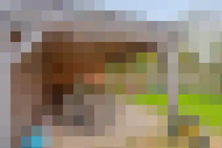 Donkeren Dijk 58 Heeswijk-Dinther thumbnail 42